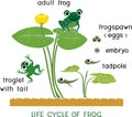 Frog life cycle. Sequence of stages of development of cartoon frog from frogspawn to adult animal